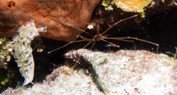 Lettuce Leaf Slug and Arrowhead Crab